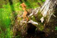 Фея на пенечке