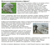 Опасности африканского отдыха