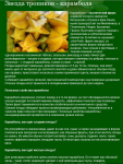 Карамбола