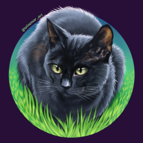 Черный кот