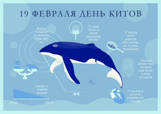 Что мы знаем о самых больших животных в мире?