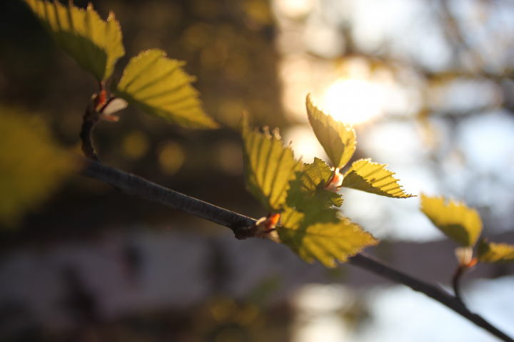 spring nature