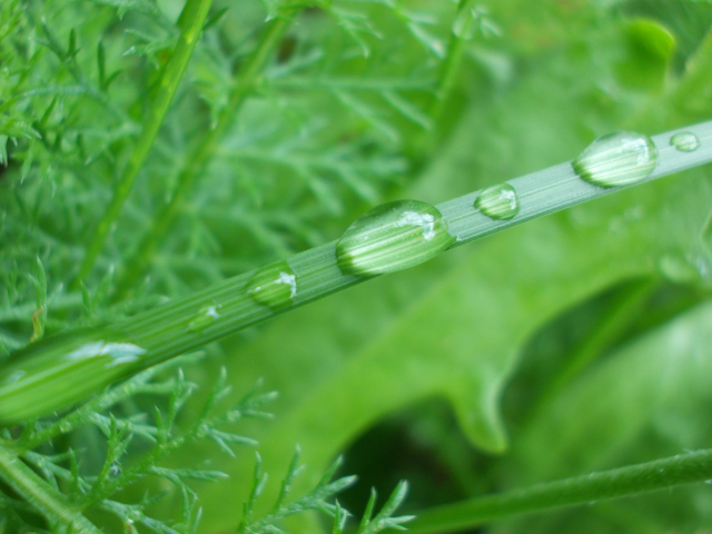 Nature