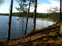 Работа 463373