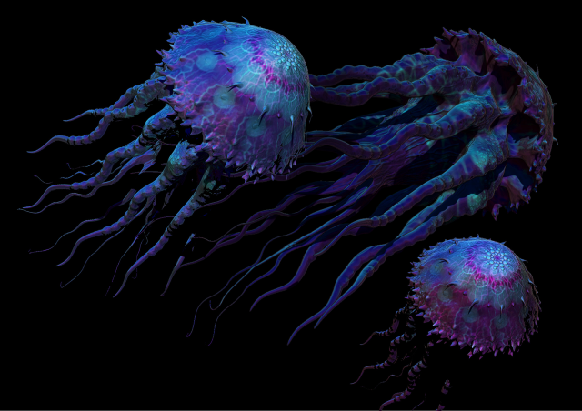 Jellyfish