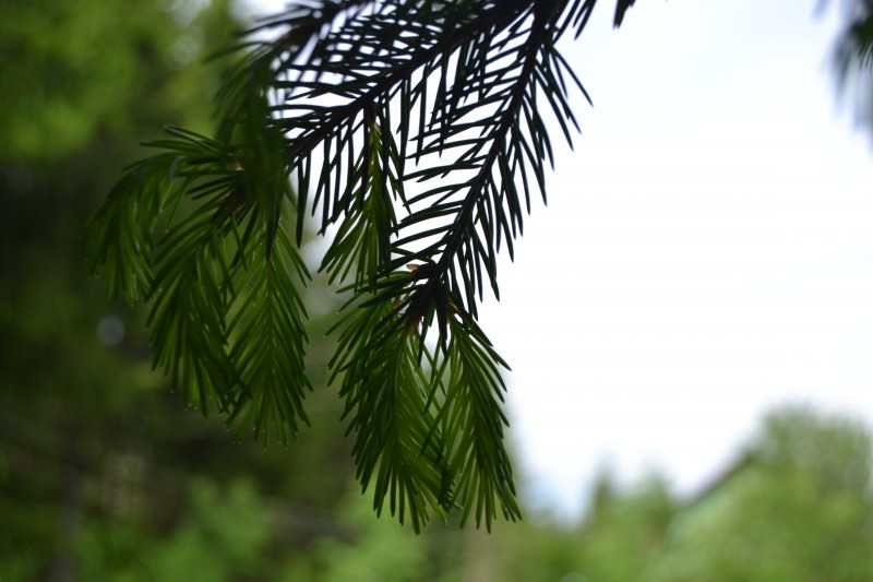 pic4153355.jpg
