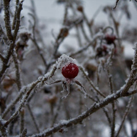Winterrauben