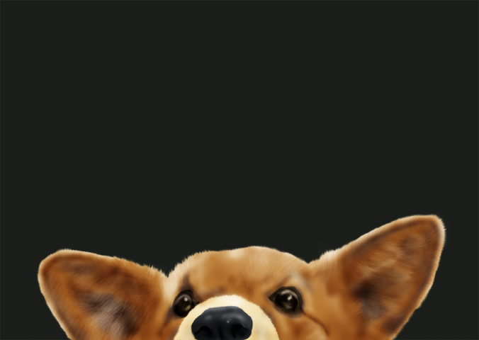 Корги