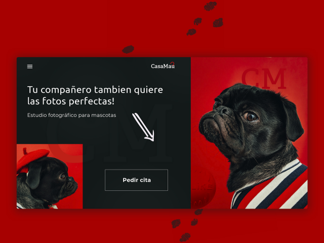 Фотостудия для домашних питомцев.