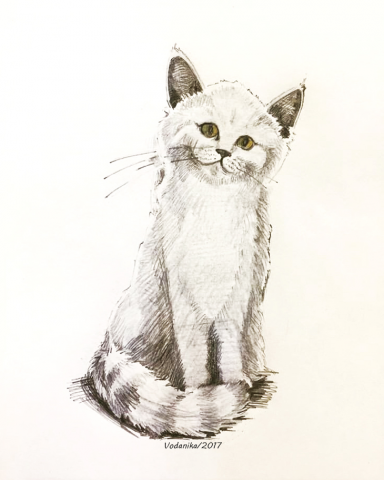 Котик