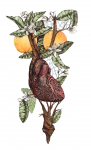 Проросшее сердце