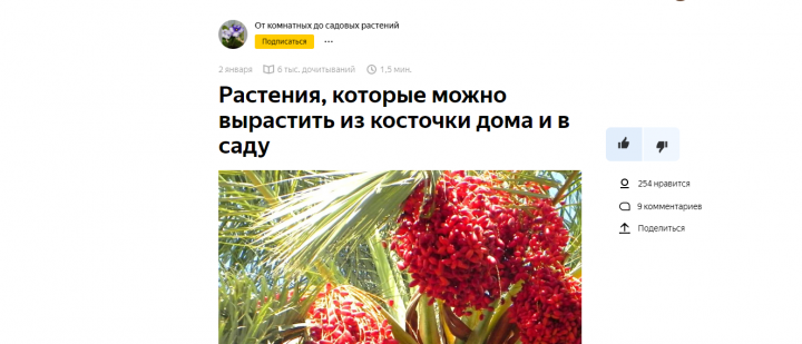 Растения, которые можно вырастить из косточки