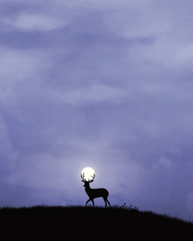 Night