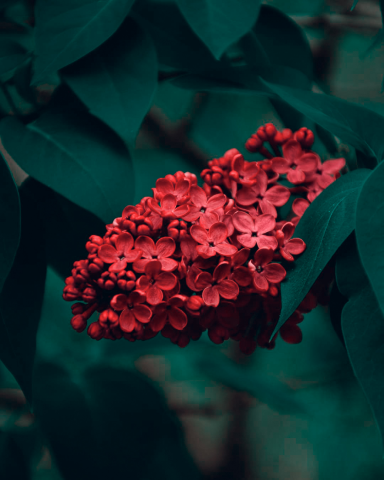 Color Correction
