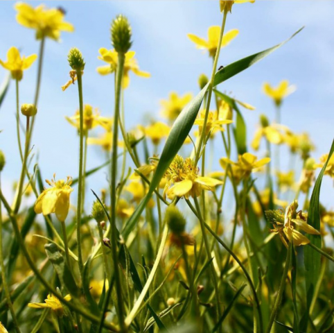 Весенние степные цветы