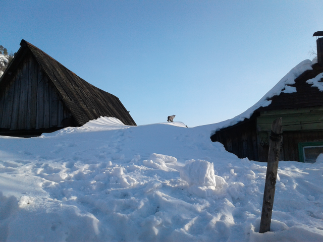 Фотография "Снежный барс на крыше"