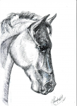 Рисунок лошади