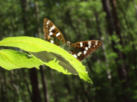 Манящий взгляд