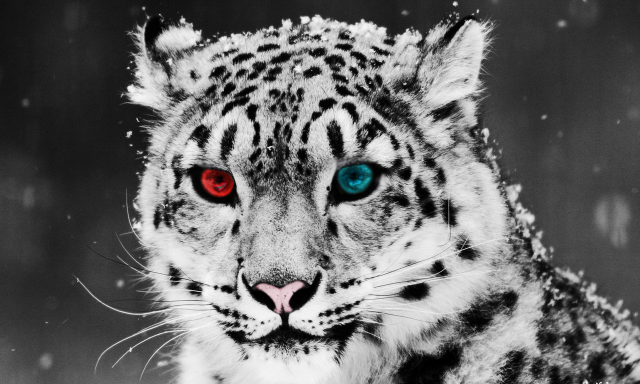 КОТ