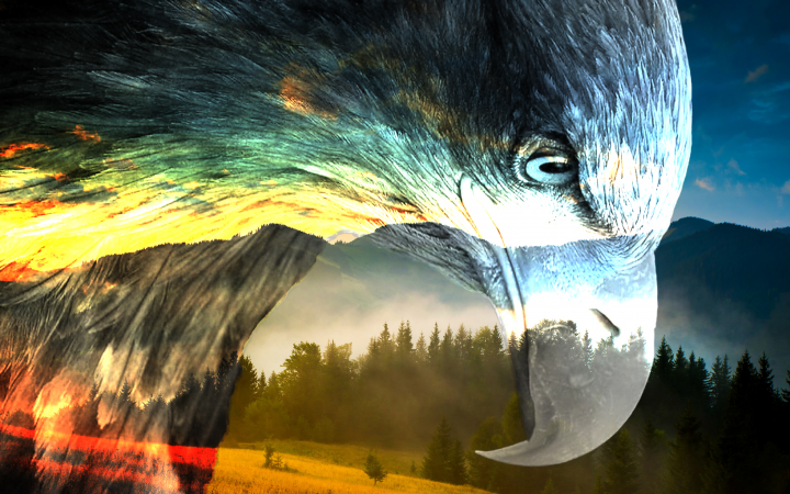 Eagle photo