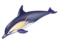 Delphinus delphis