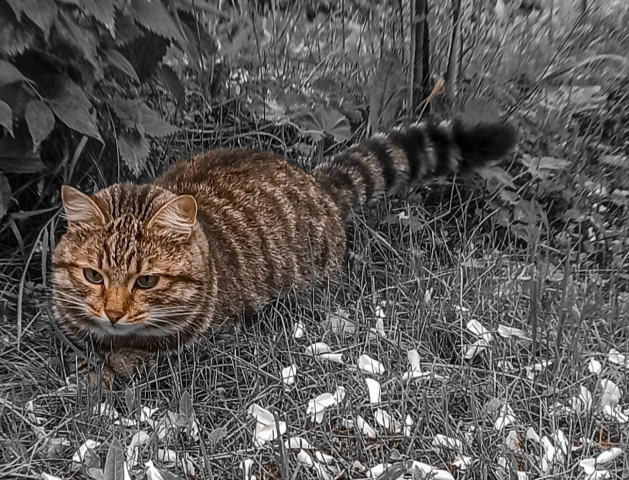Кот на обесцвеченном фоне