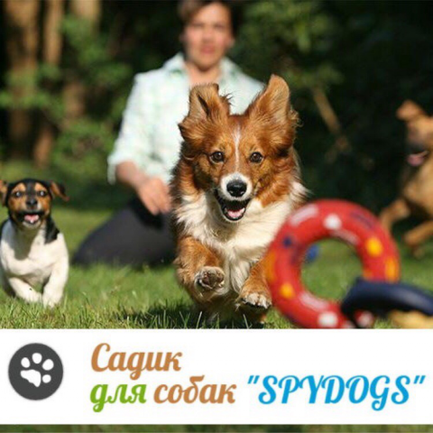 Логотип SpyDogs