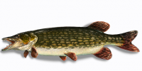 pike