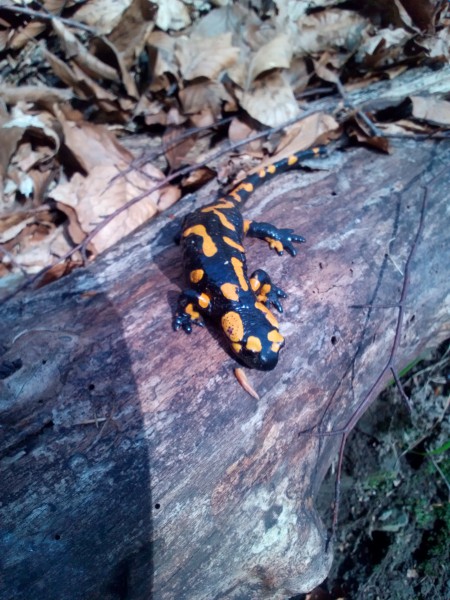 pic3668255.jpg