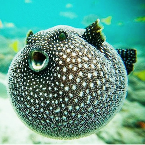 Смертельная еда