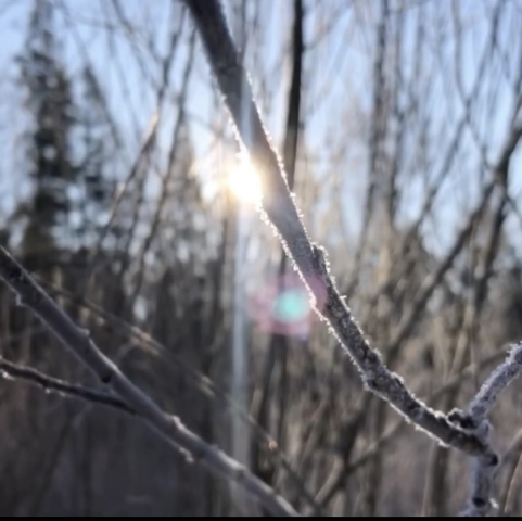 Прогулка в зимнем лесу