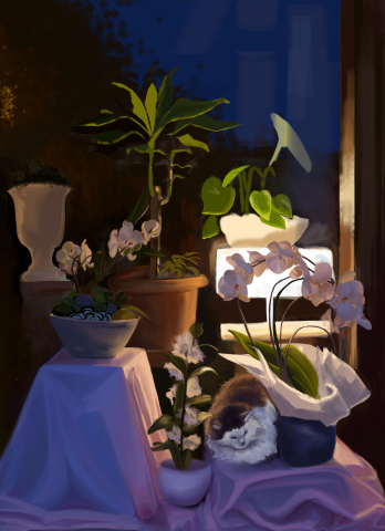 Кот на витрине