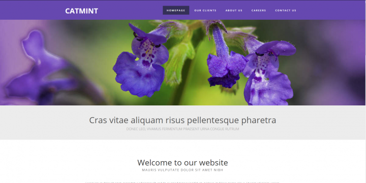 Catmint
