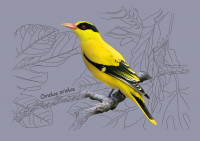 Иволга (цифровая живопись)