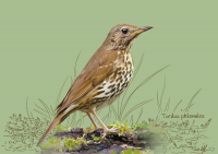 Певчий дрозд