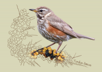 Белобровик