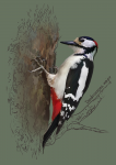 Большой пёстрый дятел (цифровая живопись)