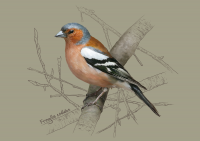 Зяблик (digital painting)