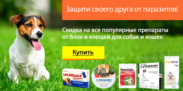 Баннер для интернет-зоомагазина