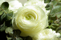Музыка для презентации студии флористики White Flower