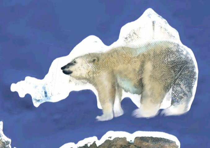 Polar bear