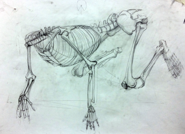 скелет в ракурсе