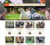 Создание сайта "VipKur.ru"