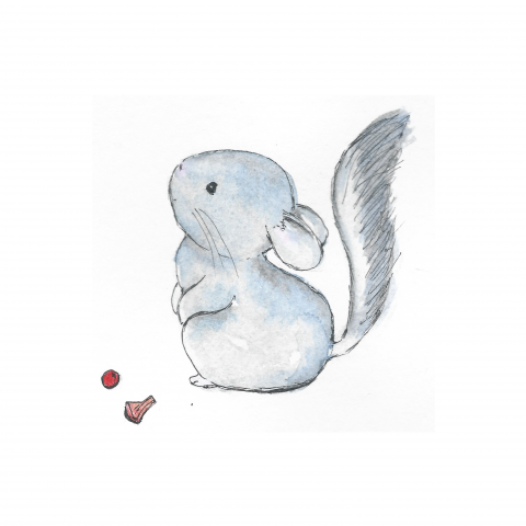 Шиншилла малыш - акварельная зарисовка