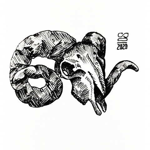 Эскиз черепа барана