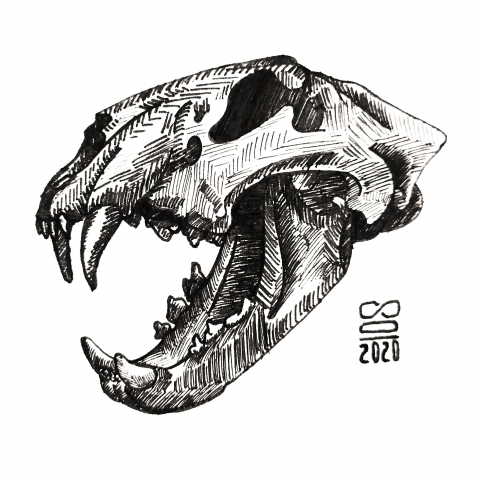 Эскиз черепа хищника