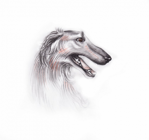 Иллюстрация к книгe "Рассказы о животныx"