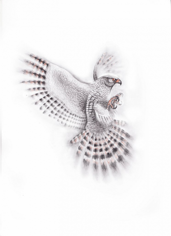 Иллюстрация к книгe "Рассказы о животныx".