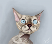 Кот