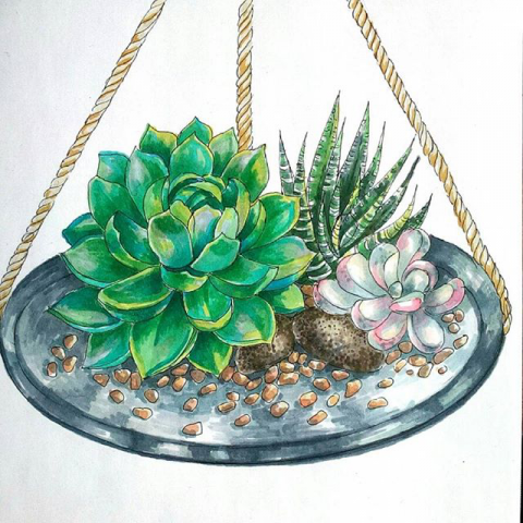 Суккуленты